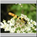 Sphaerophoria sp - Stiftschwebfliege m01.jpg